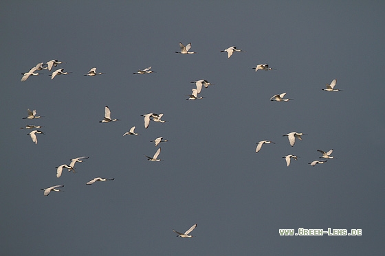 Löffler - Copyright Stefan Pfützke