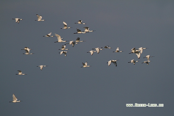 Löffler - Copyright Stefan Pfützke