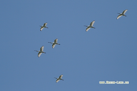 Löffler - Copyright Stefan Pfützke