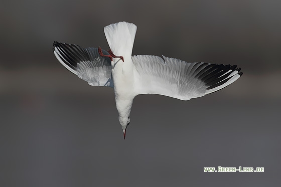 Lachmöwe - Copyright Stefan Pfützke