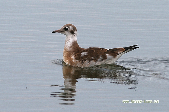 Lachmöwe - Copyright Stefan Pfützke