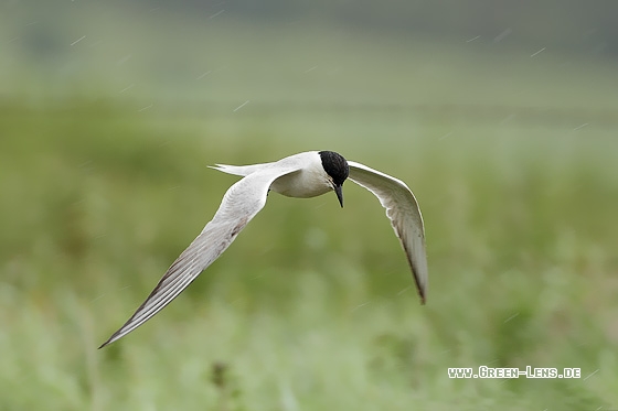 Lachseeschwalbe - Copyright Stefan Pfützke