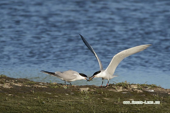 Lachseeschwalbe - Copyright Stefan Pfützke
