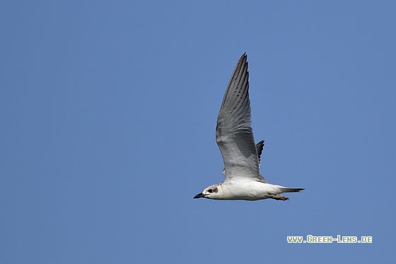 Lachseeschwalbe - Copyright Stefan Pfützke