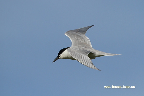 Lachseeschwalbe - Copyright Stefan Pfützke