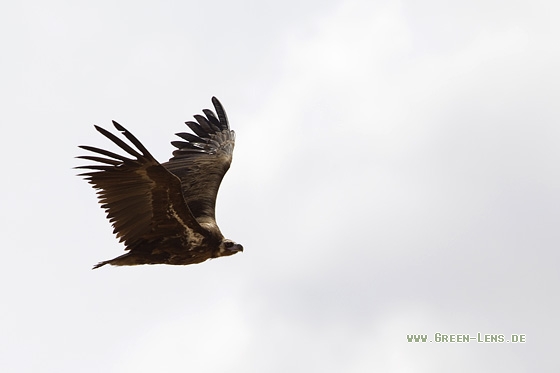 Mönchsgeier - Copyright Mathias Putze