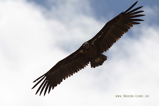 Mönchsgeier - Copyright Mathias Putze
