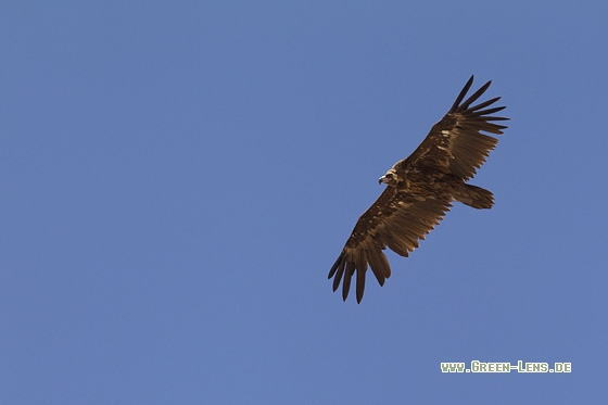 Mönchsgeier - Copyright Mathias Putze