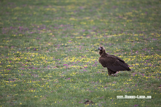 Mönchsgeier - Copyright Mathias Putze