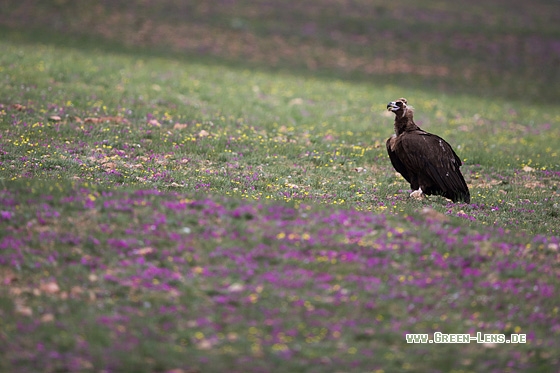 Mönchsgeier - Copyright Mathias Putze