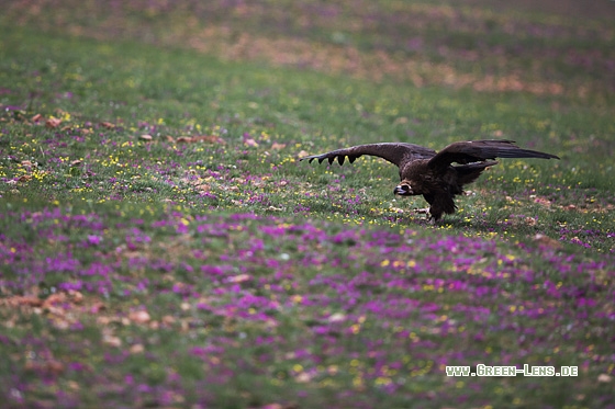 Mönchsgeier - Copyright Mathias Putze