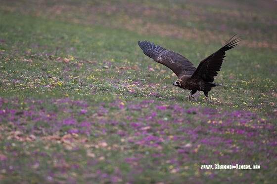 Mönchsgeier - Copyright Mathias Putze