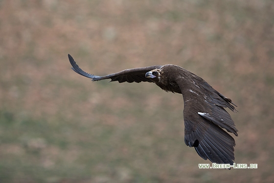 Mönchsgeier - Copyright Mathias Putze