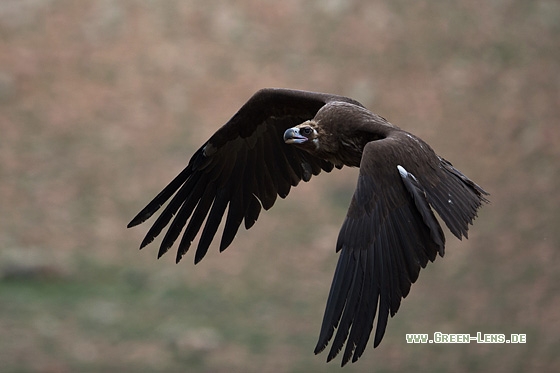 Mönchsgeier - Copyright Mathias Putze