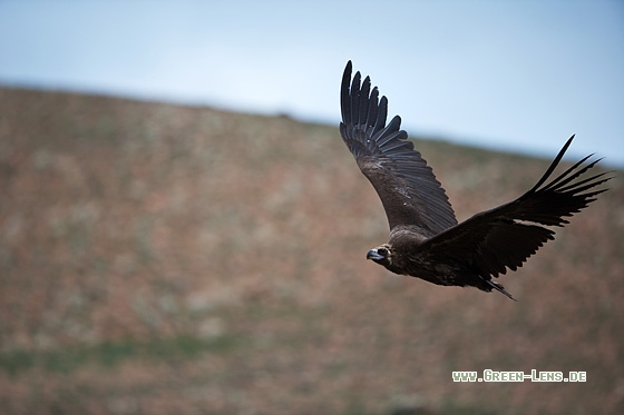 Mönchsgeier - Copyright Mathias Putze