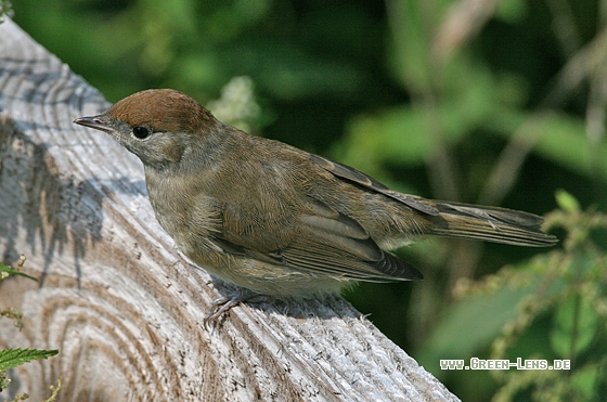 Mönchsgrasmücke - Copyright Stefan Pfützke