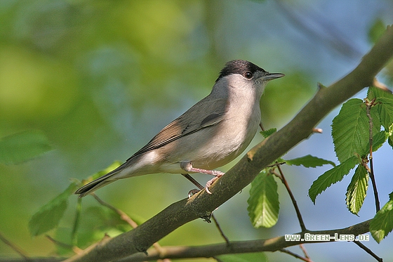 Mönchsgrasmücke - Copyright Stefan Pfützke