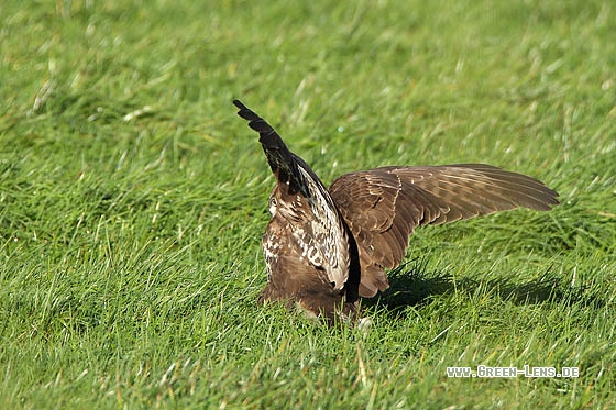 Mäusebussard - Copyright Stefan Pfützke