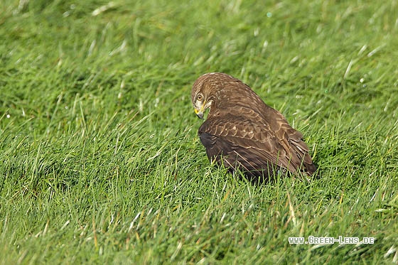 Mäusebussard - Copyright Stefan Pfützke