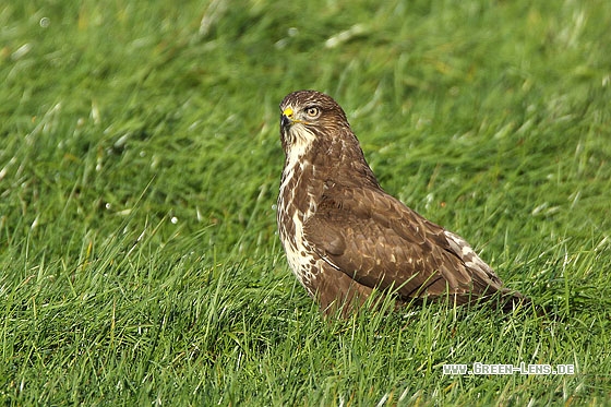 Mäusebussard - Copyright Stefan Pfützke