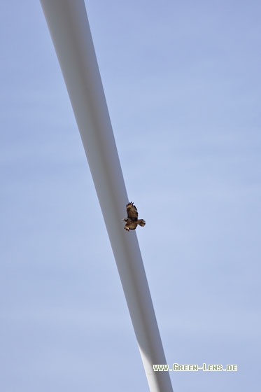 Mäusebussard - Copyright Stefan Pfützke