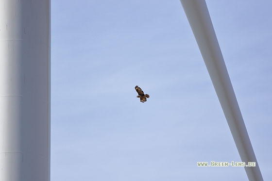 Mäusebussard - Copyright Stefan Pfützke