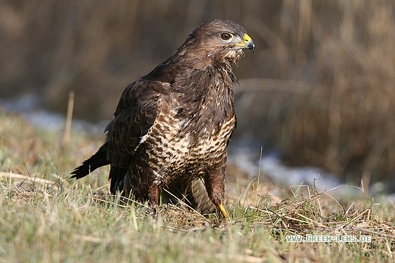 Mäusebussard - Copyright Stefan Pfützke