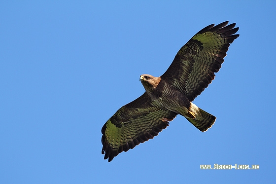 Mäusebussard - Copyright Stefan Pfützke