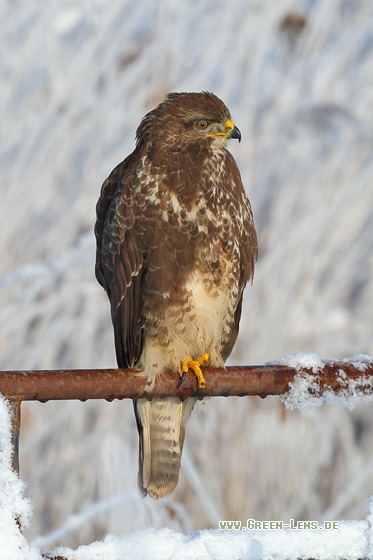 Mäusebussard - Copyright Stefan Pfützke