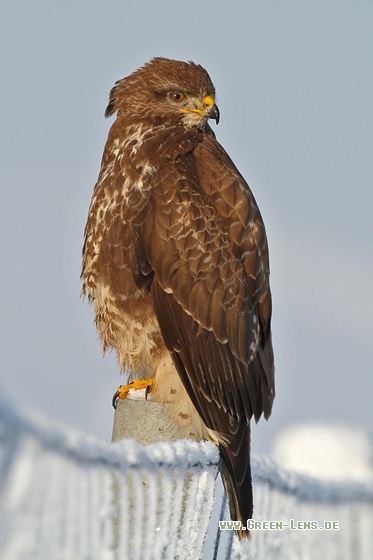 Mäusebussard - Copyright Stefan Pfützke