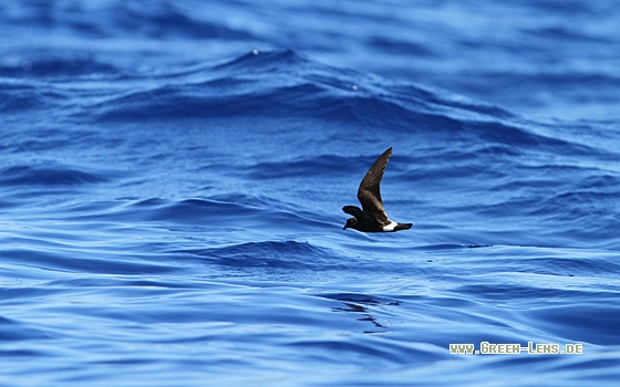 Madeirawellenläufer - Copyright Christoph Moning