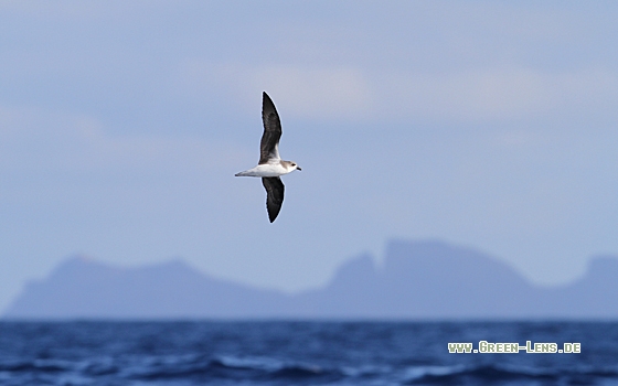 Desertassturmvogel - Copyright Christoph Moning