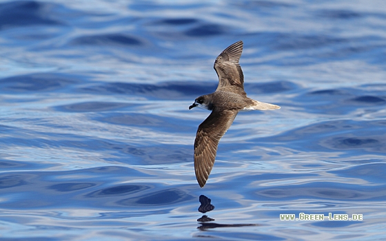 Madeirasturmvogel - Copyright Christoph Moning