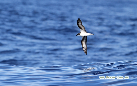 Madeirasturmvogel - Copyright Christoph Moning