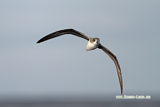 Madeirasturmvogel - Copyright Christoph Moning