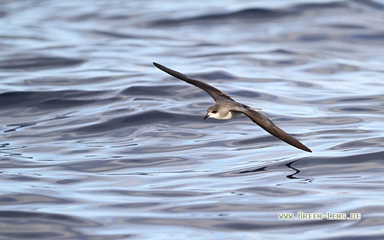 Madeirasturmvogel - Copyright Christoph Moning