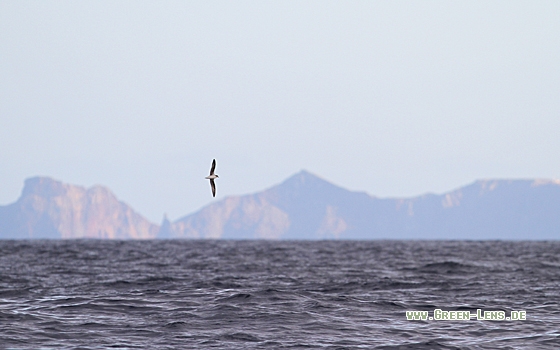 Madeirasturmvogel - Copyright Christoph Moning