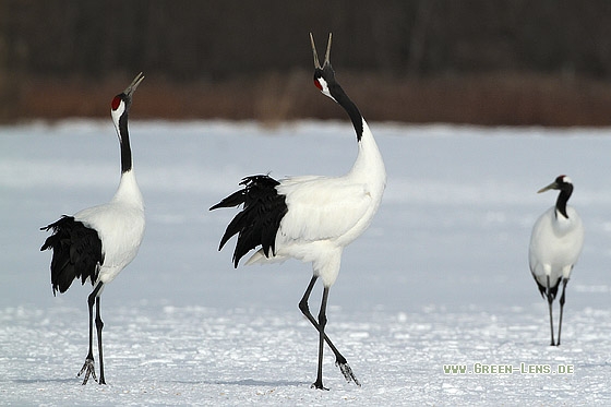 Mandschurenkranich - Copyright Stefan Pfützke