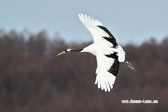 Mandschurenkranich - Copyright Stefan Pfützke