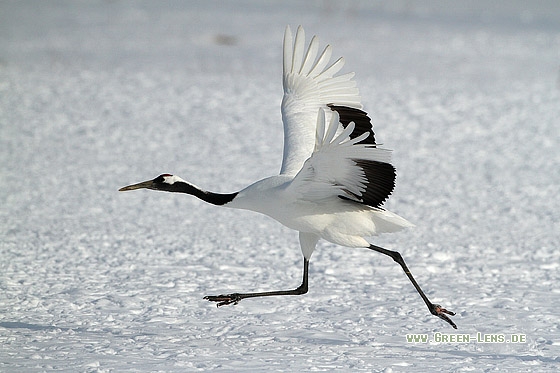 Mandschurenkranich - Copyright Stefan Pfützke