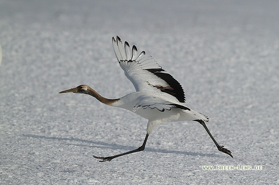 Mandschurenkranich - Copyright Stefan Pfützke