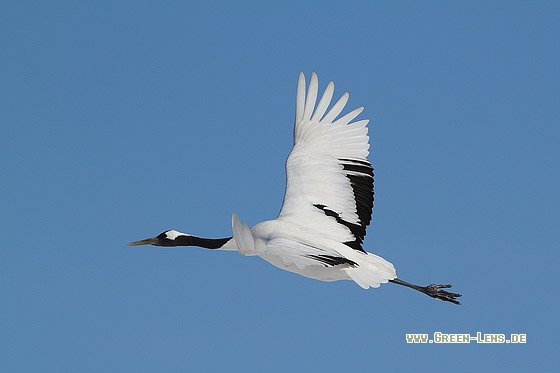 Mandschurenkranich - Copyright Stefan Pfützke