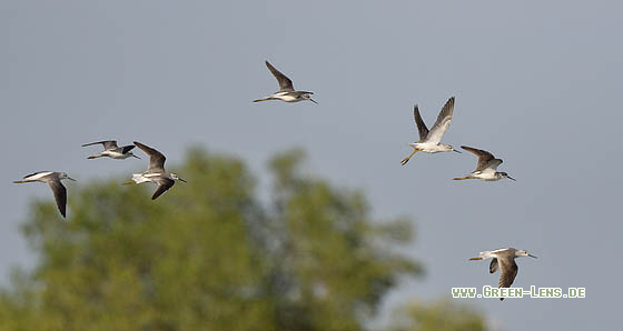 Teichwasserläufer - Copyright