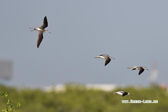 Teichwasserläufer - Copyright