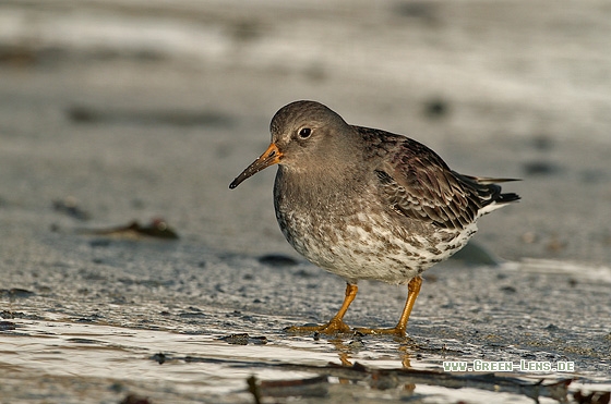 Meerstrandläufer - Copyright Stefan Pfützke