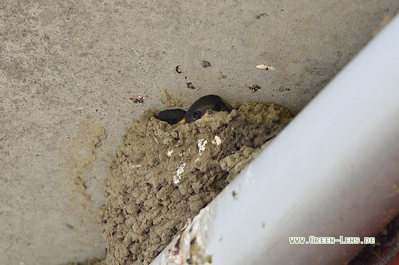 Mehlschwalbe - Copyright