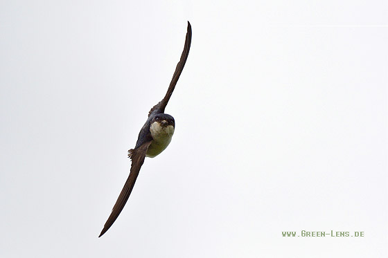 Mehlschwalbe - Copyright