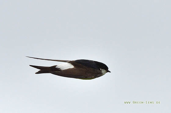 Mehlschwalbe - Copyright