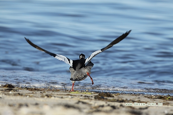 Mittelsäger - Copyright Stefan Pfützke