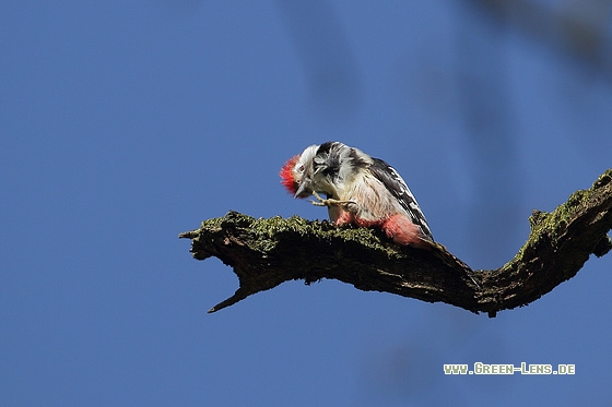 Mittelspecht - Copyright Stefan Pfützke